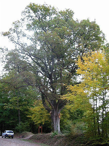 Le Chêne Gaulé, chêne mythique et symbole de la Forêt de Montargis, par un soir d'automne