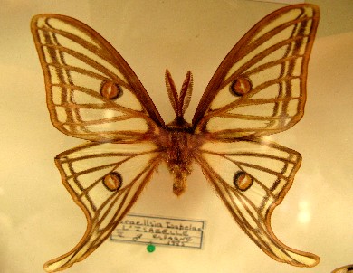 Papillon " Isabelle" - Collection de Monsieur Viallon - 2008